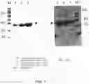 Fig. 02 - Amino acid sequence presenting fusion polypeptide and its use
