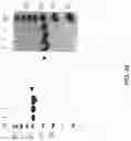 Fig. 43 - Amino acid sequence presenting fusion polypeptide and its use