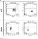 Fig. 04 - Anti-podocalyxin antibodies and methods of using the same