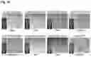 Fig. 07 - Galectin-10 antibodies