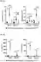 Fig. 09 - Galectin-10 antibodies