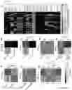 Fig. 02 - TRAILshort antibody and methods of use
