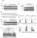 Fig. 07 - TRAILshort antibody and methods of use