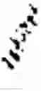 Fig. 02 - Binding molecules against BCMA and uses thereof