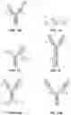 Fig. 06 - Binding molecules against BCMA and uses thereof
