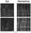 Fig. 28 - MODIFIED ALGINATE COPOLYMER, ALGINATE NANOPARTICLE AND APPLICATIONS THEREOF