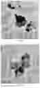 Fig. 30 - MODIFIED ALGINATE COPOLYMER, ALGINATE NANOPARTICLE AND APPLICATIONS THEREOF