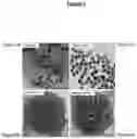 Fig. 04 - Stable waterborne polyurethane/clay nanocomposite
