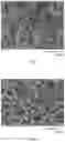 Fig. 02 - Method for producing porous material of water-soluble polymer