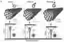 Fig. 01 - TUNABLE ROOM-TEMPERATURE SINGLE-PHOTON EMISSION AT TELECOM WAVELENGTHS FROM SP3 DEFECTS IN CARBON NANOTUBES