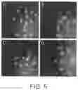 Fig. 05 - Zwitterionic nanoparticles