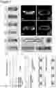 Fig. 02 - ORGANOID TISSUE ENGINEERING