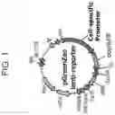 Fig. 02 - METHODS OF GENERATING OLIGODENDROCYTES AND CELL POPULATIONS COMPRISING SAME