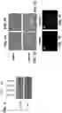 Fig. 07 - METHODS OF GENERATING OLIGODENDROCYTES AND CELL POPULATIONS COMPRISING SAME