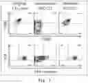 Fig. 02 - Method for producing CD8alpha+beta+ cytotoxic t cells