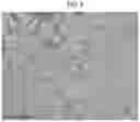 Fig. 06 - REGULATING STEM CELLS
