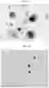 Fig. 11 - REGULATING STEM CELLS