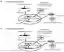 Fig. 01 - METHOD FOR PRODUCING VACCINIA VIRUS EXPRESSING FOREIGN GENE