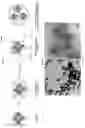 Fig. 02 - Bioresponsive particles