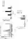 Fig. 05 - Bioresponsive particles