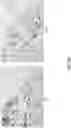 Fig. 43 - Oligonucleotide probes and uses thereof
