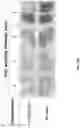 Fig. 49 - Oligonucleotide probes and uses thereof