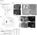 Fig. 33 - Compositions and methods for multiplexed quantitative analysis of cell lineages