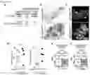 Fig. 45 - Compositions and methods for multiplexed quantitative analysis of cell lineages
