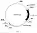 Fig. 02 - Nucleotide sequence and method for controlling insect infestation