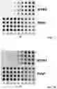 Fig. 06 - High temperature selection of nucleotide-supported carbohydrate vaccines and resulting glycosylated oligonucleotides
