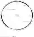 Fig. 07 - METHODS AND COMPOSITIONS FOR OBTAINING NATURAL COMPTENCE IN BACILLUS HOST CELLS