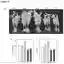 Fig. 06 - EXPRESSION OF A PHOSPHATE TRANSPORTER FOR IMPROVING PLANT YIELD