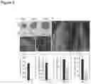 Fig. 07 - EXPRESSION OF A PHOSPHATE TRANSPORTER FOR IMPROVING PLANT YIELD