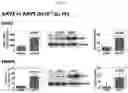 Fig. 09 - Method of treating type I diabetes using an AAV vector encoding uracortin 2