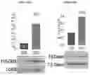 Fig. 19 - Method of treating type I diabetes using an AAV vector encoding uracortin 2
