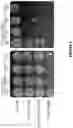 Fig. 07 - Optimized genetic tool for modifying bacteria