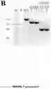Fig. 09 - Optimized genetic tool for modifying bacteria