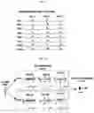 Fig. 05 - METHODS FOR HAPLOTYPE AND DIPLOTYPE DETERMINATION