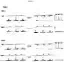 Fig. 06 - METHODS FOR HAPLOTYPE AND DIPLOTYPE DETERMINATION