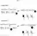 Fig. 09 - METHODS FOR HAPLOTYPE AND DIPLOTYPE DETERMINATION