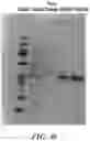 Fig. 72 - Methods and systems for analysis of cell lineage