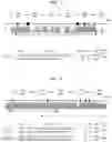 Fig. 04 - PCR PRIMER SET FOR HLA GENE, AND SEQUENCING METHOD USING SAME