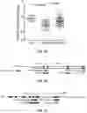 Fig. 02 - GENE-SPECIFIC DNA METHYLATION CHANGES PREDICT REMISSION IN ANCA-ASSOCIATED VASCULITIS PATIENTS