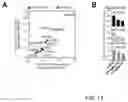Fig. 15 - Method of identifying risk of cancer and therapeutic options