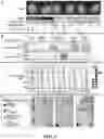 Fig. 03 - Resistance to checkpoint blockade therapy