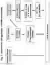 Fig. 04 - Methods for identification of driver mutations in a patient tumor by mutation processing based reconstruction of tumor developmental history