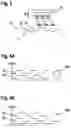 Fig. 04 - Encoder wheel assembly and method for ascertaining an absolute angular position and a rotational direction