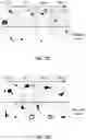 Fig. 06 - Microfluidic guillotine for splitting cellular structures