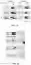Fig. 09 - Microfluidic guillotine for splitting cellular structures