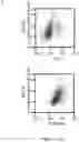 Fig. 06 - Marker for Neural Stem Cells